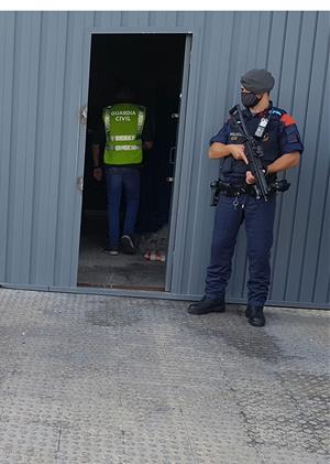 Desarticulat un grup criminal al Baix Penedès dedicat al cultiu i tràfic de marihuana a escala internacional