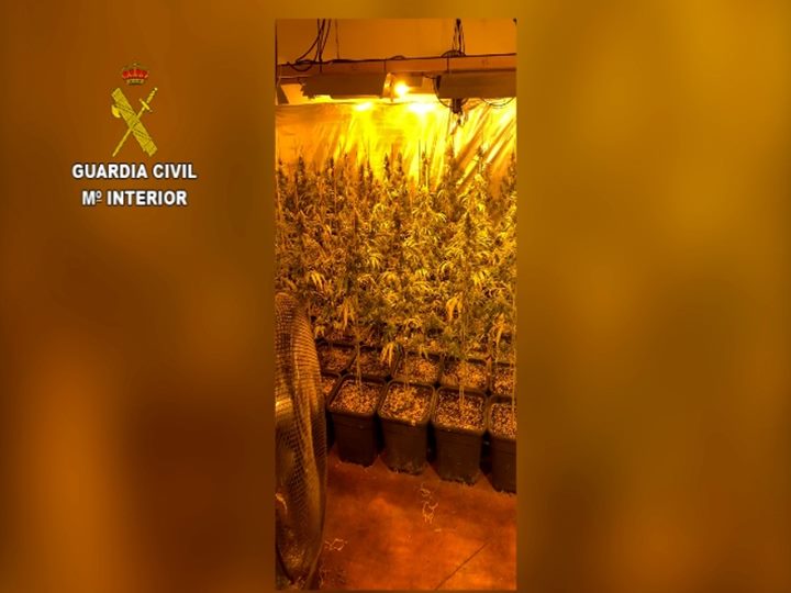 Desarticulen una organització dedicada al tràfic internacional de marihuana amb ramificacions a Canyelles, Olivella i Calafell. Guàrdia Civil