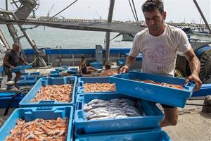 Descarrega de peix al port de Vilanova. Carles Castro