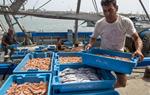 Descarrega de peix al port de Vilanova. Carles Castro