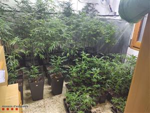 Desmantellen una plantació de marihuana a Sant Sadurní d’Anoia. Mossos d'Esquadra