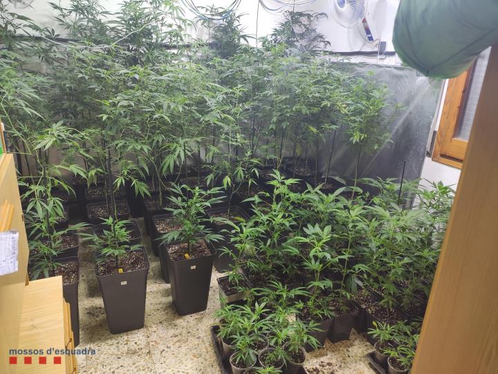 Desmantellen una plantació de marihuana a Sant Sadurní d’Anoia. Mossos d'Esquadra