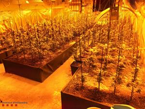 Desmantellen una plantació de marihuana a Sant Sadurní d’Anoia