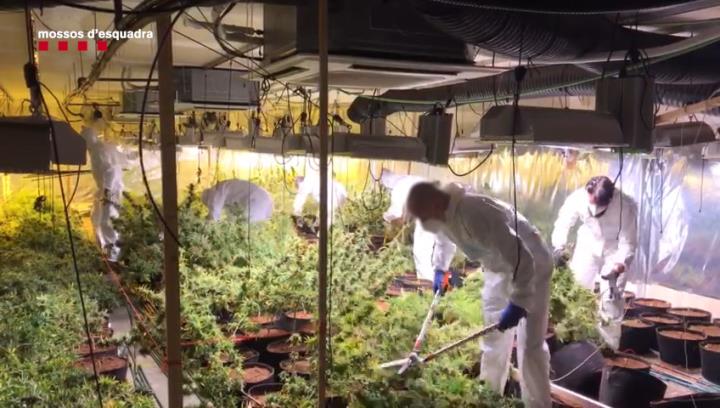 Desmantellen una plantació de marihuana en una nau industrial de Cubelles. Mossos d'Esquadra