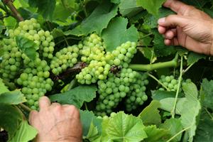 Detall de raïm malmès pel fong míldiu en una vinya de Lavern, a l'Alt Penedès. Imatge del 13 de juliol de 2018. ACN