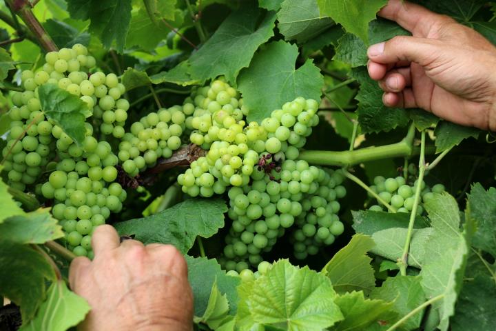 Detall de raïm malmès pel fong míldiu en una vinya de Lavern, a l'Alt Penedès. Imatge del 13 de juliol de 2018. ACN