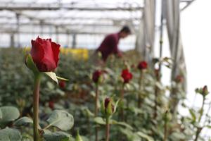 Detall de roses a l'hivernacle, setmanes abans de Sant Jordi. ACN