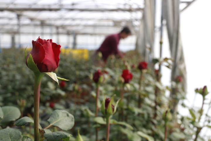 Detall de roses a l'hivernacle, setmanes abans de Sant Jordi. ACN