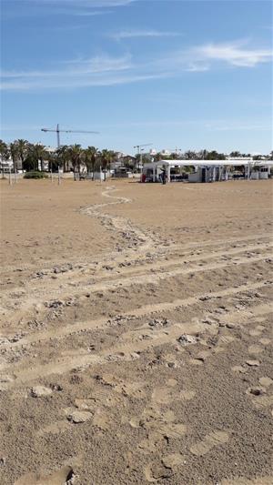 Detecten la presència d'una tortuga careta a la platja de Vilanova, la primera d'aquesta temporada a Catalunya. Territori