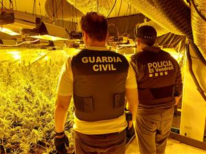 Dos detinguts per conrear 871 plantes de marihuana en una casa de Coma-ruga. Guàrdia Civil