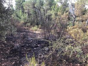 Dos petits incendis a Torrelavit cremen una zona de matoll de Can Rossell i un canyar a la zona del Molí Parellada