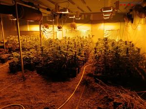 Dsmantellen dues plantacions indoor de marihuana a Cubelles. Mossos d'Esquadra