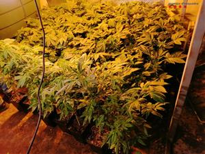 Dsmantellen dues plantacions indoor de marihuana a Cubelles