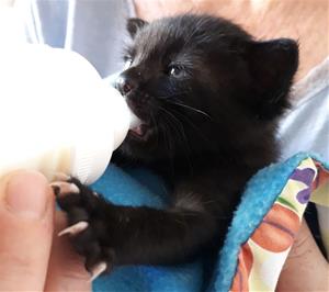 El CAAD Penedès busca voluntaris per cuidar gats acabats de néixer. EIX