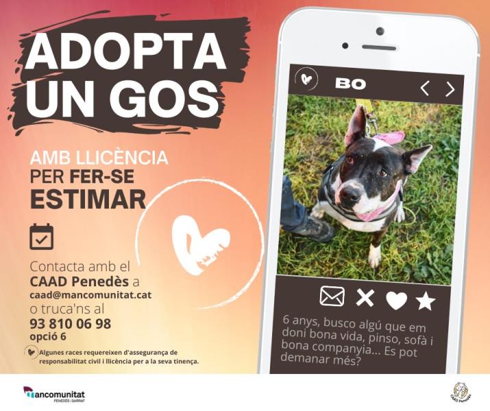 El Centre d’Acollida d’Animals Domèstics (CAAD Penedès) impulsa una nova campanya per fomentar l’adopció gossos i gosses de races qualificades com a p