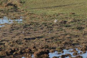 El corriol camanegre ha fet 11 nius aquest 2020 a Ribes Roges