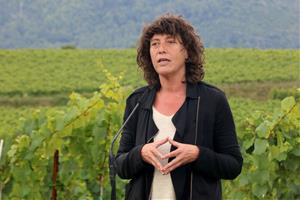 El Govern crea un pla de xoc de 5,3 MEUR per ajudar el sector vitivinícola