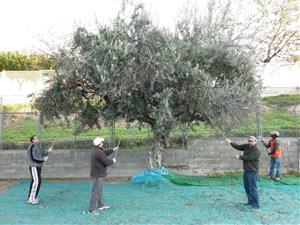 El “grup de la terra” de Càritas cull les olives de les oliveres municipals de Vilafranca. Ajuntament de Vilafranca