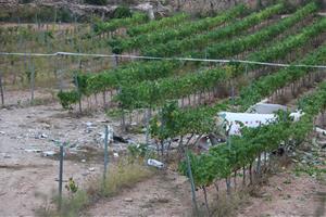 El mal temps, la causa de l'accident d'avioneta amb dos morts al Penedès ara fa un any. ACN