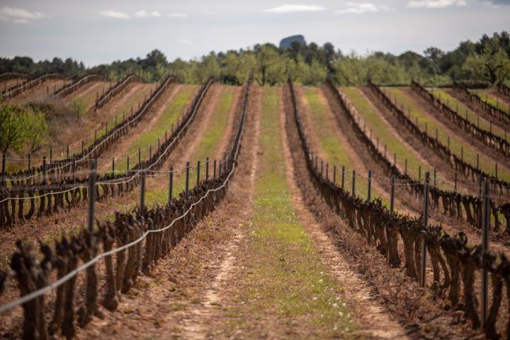 El sector vitivinícola acorda l'impuls de mesures urgents per a reduir els efectes del coronavirus. Generalitat de Catalunya