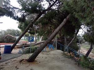 El temporal Glòria obliga a tancar escoles i instal·lacions esportives i fa caure 40 arbres a Vilanova