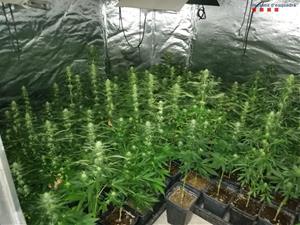 Els Mossos desmantellen una plantació de marihuana a Sant Quintí de Mediona. Mossos d'Esquadra