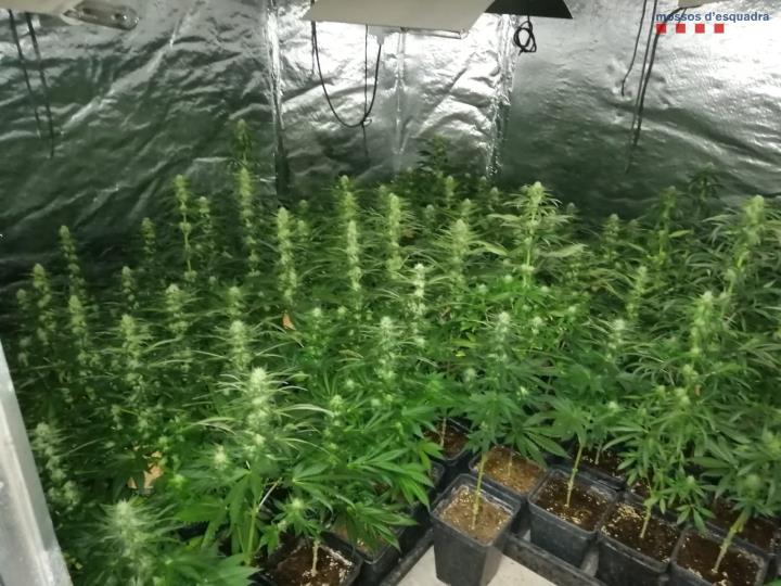 Els Mossos desmantellen una plantació de marihuana a Sant Quintí de Mediona. Mossos d'Esquadra