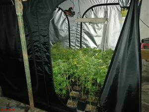 Els Mossos desmantellen una plantació de marihuana a Sant Quintí de Mediona