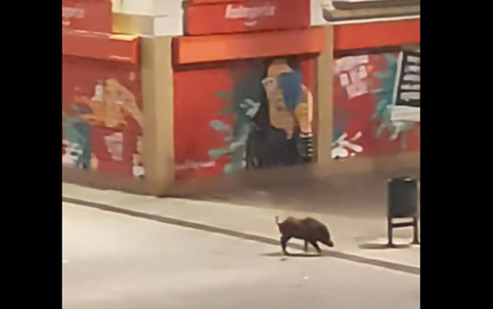 Els senglars tornen a passejar per la rambla de Vilanova la primera nit del toc de queda. Sol Mussa