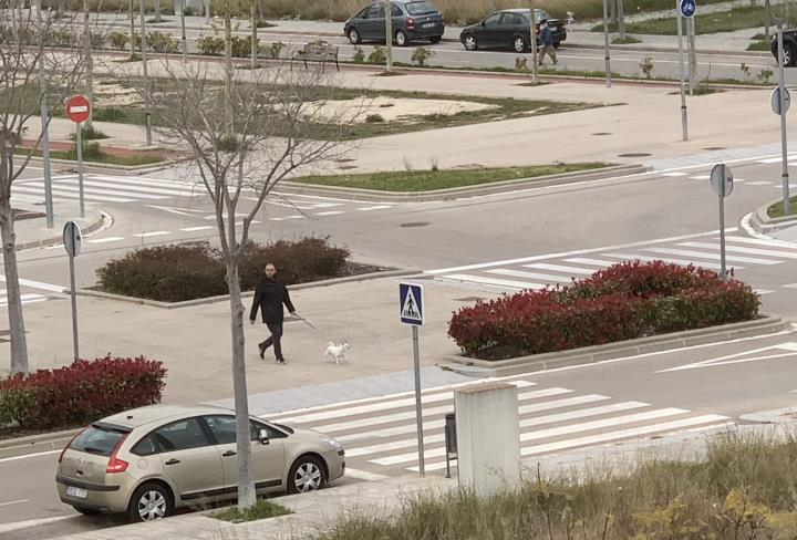 Els veterinaris recomanen netejar les potes, la cara i la cua dels gossos després de passejar-los. EIX