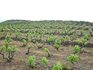 En el cas de la vinya, Unió de Pagesos calcula que els danys de la fauna suposa el 100% de pèrdua de la collita. Unió de Pagesos