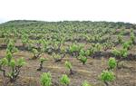 En el cas de la vinya, Unió de Pagesos calcula que els danys de la fauna suposa el 100% de pèrdua de la collita. Unió de Pagesos