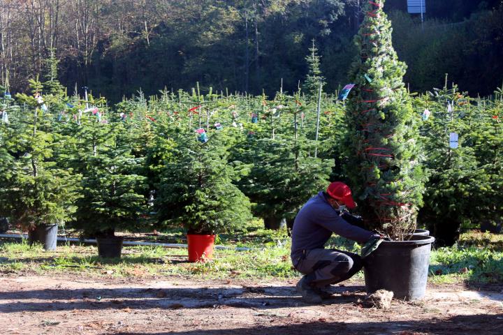 En primer pla, un treballador d'una finca amb un avet; al fons la plantació d'arbres de Nadal. ACN