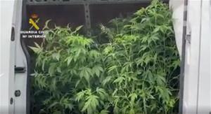 Enxampen una furgoneta carregada amb 106 plantes de marihuana en un control a Vilafranca. Guàrdia Civil