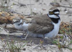 Exemplar adult i pollet de corriol petit (Charadrius dubius), a la platja llarga