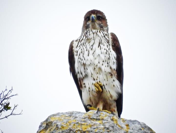 Exemplar d'àliga cuabarrada al Parc del Garraf. Eulàlia Gómez / Diputació