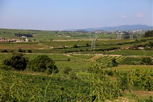 Gran pla general d'un paisatge de vinyes de l'Alt Penedès. Imatge publicada el 24 de juny del 2020