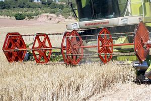 Imatge d'arxiu de la segadora tallant l'ordi en un camp de l'Anoia. ACN