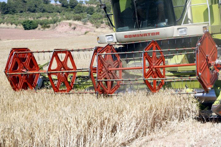 Imatge d'arxiu de la segadora tallant l'ordi en un camp de l'Anoia. ACN