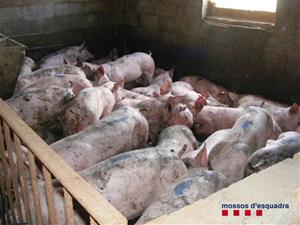 Imatge dels porcs sostrets recuperats pels Mossos en una explotació ramadera de Torregrossa . Mossos d'Esquadra