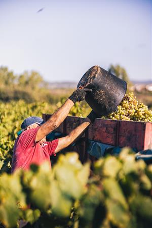 La bona qualitat i l'escassa producció marquen la verema de la DO Cava. DO Cava