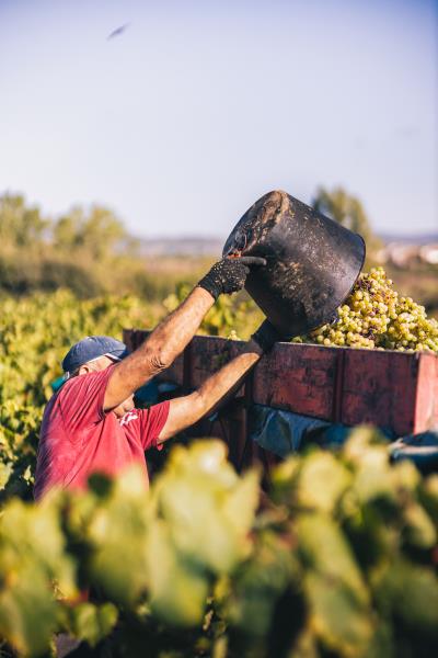 La bona qualitat i l'escassa producció marquen la verema de la DO Cava. DO Cava