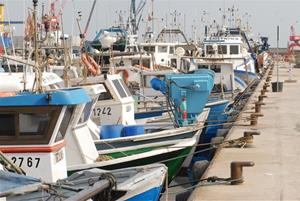 La Confraria de Pescadors de Vilanova baixa l'activitat, però manté la subhasta diària. Confraria de Pescadors