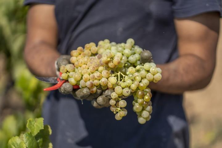 La DO CAVA es bolca en assegurar l’origen i el compliment de les exigents normatives qualitatives de la verema. DO Cava