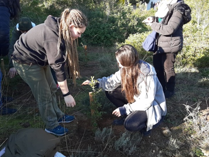 La festa de l'arbre de Canyelles planta 35 alzines al camí del cementiri. Ajuntament de Canyelles