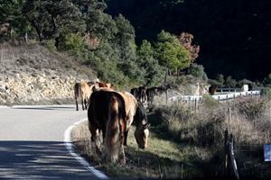 La Fundació Miranda deixa la finca arrendada a Coll de Nargó on tenia 45 cavalls recuperats. ACN