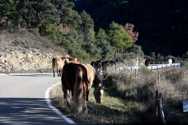 La Fundació Miranda deixa la finca arrendada a Coll de Nargó on tenia 45 cavalls recuperats. ACN