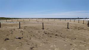 La platja de les Gavines de Cubelles, tancada per la presència de corriol camanegre