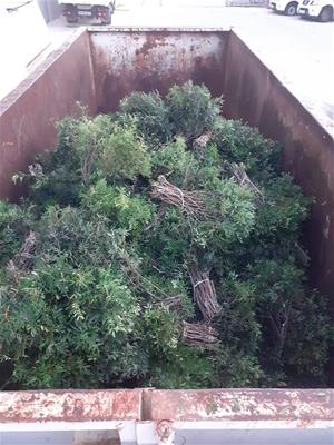 La policia local de Calafell planta cara contra l'espoli de llentiscle als boscos locals. Ajuntament de Calafell