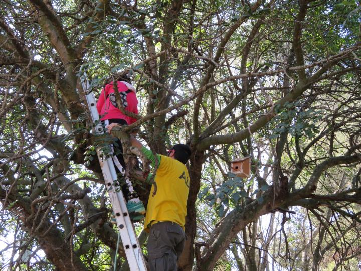 L’alumnat de l’INS Montgròs ha instal·lat aquest dimecres càmeres de fototrampeig per tal d’enregistrar els moviments d’una espècie d’ocell, la maller